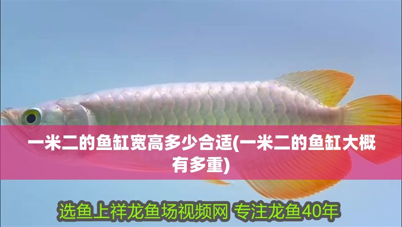 一米二的魚缸寬高多少合適(一米二的魚缸大概有多重)