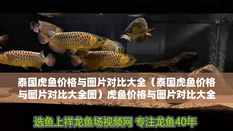 泰國虎魚價格與圖片對比大全（泰國虎魚價格與圖片對比大全圖）虎魚價格與圖片對比大全，揭示