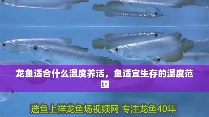 龍魚適合什么溫度養(yǎng)活，魚適宜生存的溫度范圍