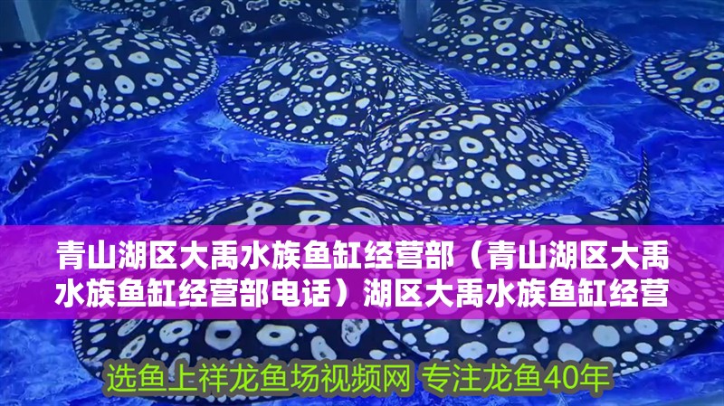 青山湖區大禹水族魚缸經營部（青山湖區大禹水族魚缸經營部電話）湖區大禹水族魚缸經營部