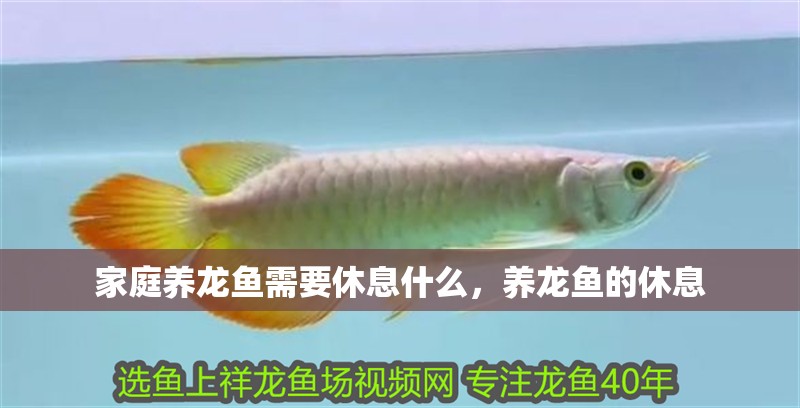 家庭養(yǎng)龍魚(yú)需要休息什么，養(yǎng)龍魚(yú)的休息