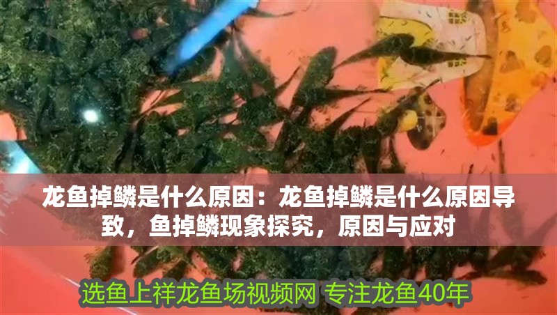 紅龍魚用什么顏色的燈好看，龍魚燈光選擇指南，探索適合其