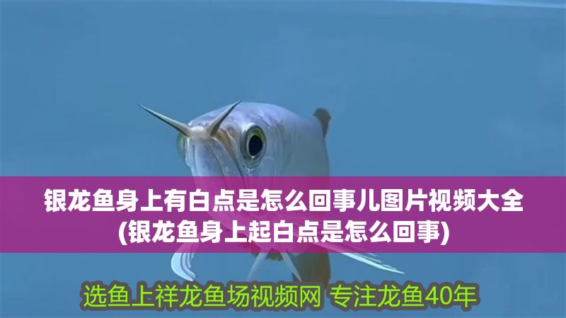 銀龍魚身上有白點是怎么回事兒圖片視頻大全(銀龍魚身上起白點是怎么回事)