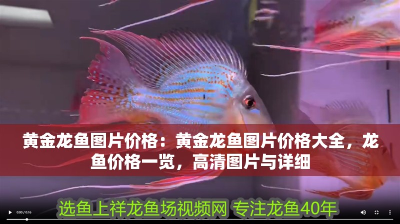 黃金龍魚圖片價格：黃金龍魚圖片價格大全，龍魚價格一覽，高清圖片與詳細
