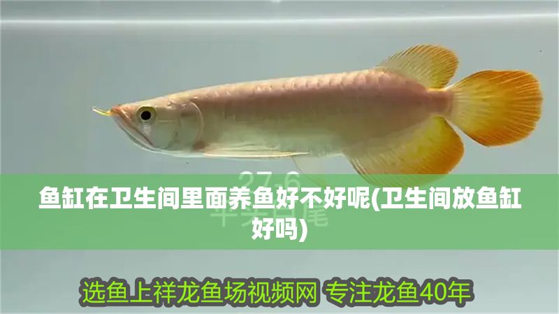 魚(yú)缸在衛(wèi)生間里面養(yǎng)魚(yú)好不好呢(衛(wèi)生間放魚(yú)缸好嗎)
