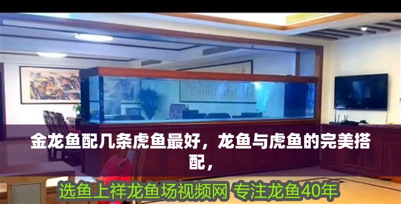 金龍魚配幾條虎魚最好，龍魚與虎魚的完美搭配，