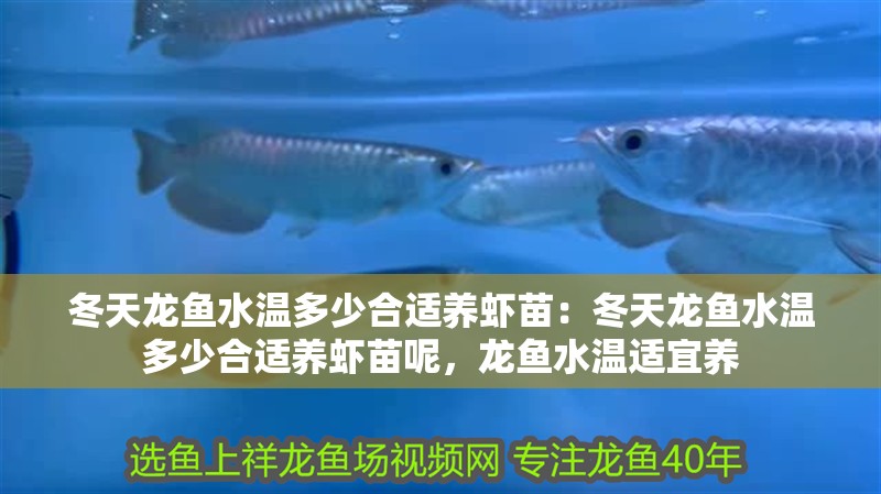 冬天龍魚水溫多少合適養(yǎng)蝦苗：冬天龍魚水溫多少合適養(yǎng)蝦苗呢，龍魚水溫適宜養(yǎng)