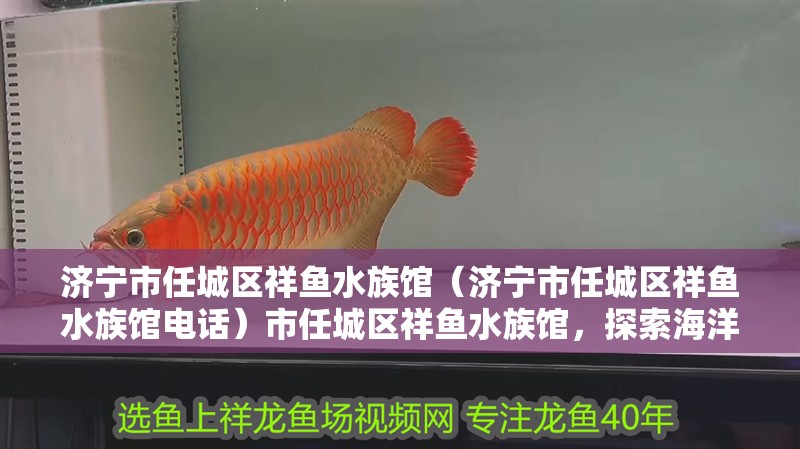 濟寧市任城區祥魚水族館（濟寧市任城區祥魚水族館電話）市任城區祥魚水族館，探索海洋生物的奇妙