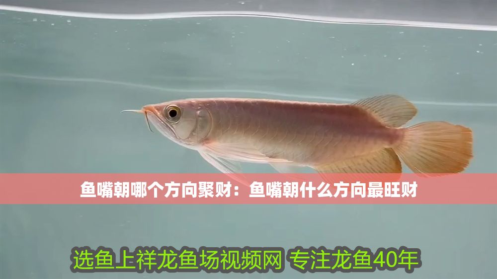 魚嘴朝哪個方向聚財：魚嘴朝什么方向最旺財