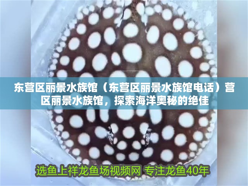 東營(yíng)區(qū)麗景水族館（東營(yíng)區(qū)麗景水族館電話）營(yíng)區(qū)麗景水族館，探索海洋奧秘的絕佳