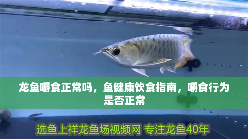 龍魚嚼食正常嗎，魚健康飲食指南，嚼食行為是否正常