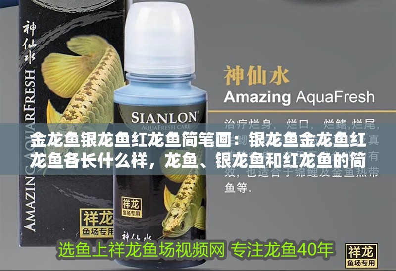 金龍魚銀龍魚紅龍魚簡筆畫：銀龍魚金龍魚紅龍魚各長什么樣，龍魚、銀龍魚和紅龍魚的簡筆畫繪制