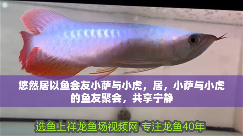 悠然居以魚會友小薩與小虎，居，小薩與小虎的魚友聚會，共享寧靜