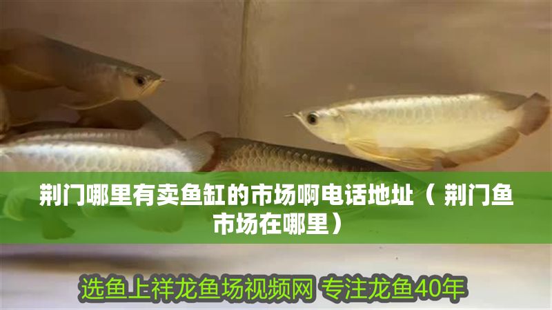 荊門哪里有賣魚缸的市場啊電話地址（ 荊門魚市場在哪里）
