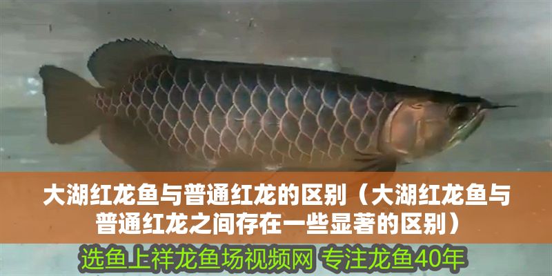 大湖紅龍魚與普通紅龍的區別（大湖紅龍魚與普通紅龍之間存在一些顯著的區別）