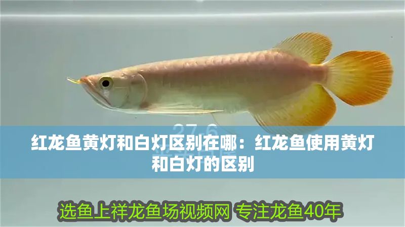 紅龍魚黃燈和白燈區別在哪：紅龍魚使用黃燈和白燈的區別
