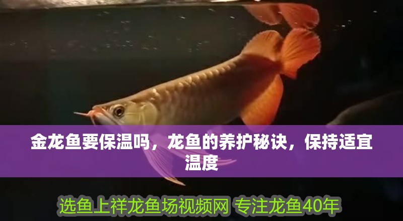 金龍魚要保溫嗎，龍魚的養護秘訣，保持適宜溫度