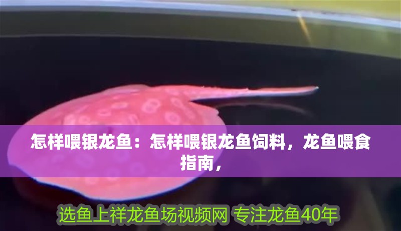 怎樣喂銀龍魚：怎樣喂銀龍魚飼料，龍魚喂食指南，