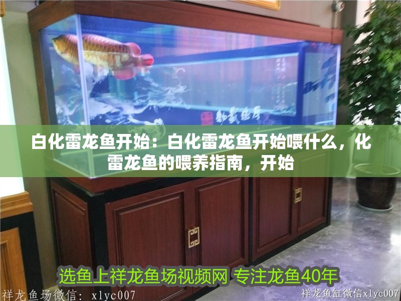 白化雷龍魚開始：白化雷龍魚開始喂什么，化雷龍魚的喂養(yǎng)指南，開始
