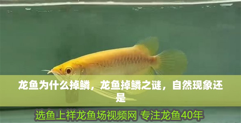龍魚為什么掉鱗，龍魚掉鱗之謎，自然現象還是