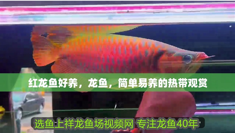 紅龍魚好養，龍魚，簡單易養的熱帶觀賞