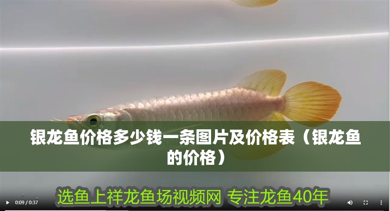 銀龍魚價格多少錢一條圖片及價格表（銀龍魚的價格）