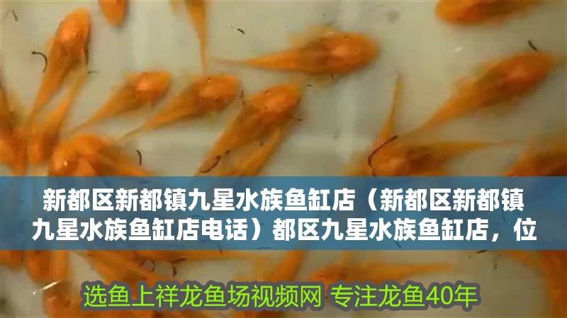 新都區新都鎮九星水族魚缸店（新都區新都鎮九星水族魚缸店電話）都區九星水族魚缸店，位于新都鎮的