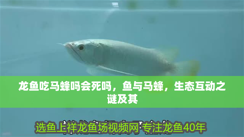 龍魚吃馬蜂嗎會死嗎，魚與馬蜂，生態互動之謎及其