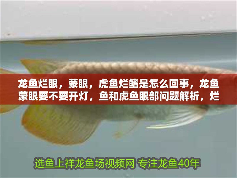 龍魚爛眼，蒙眼，虎魚爛鰭是怎么回事，龍魚蒙眼要不要開燈，魚和虎魚眼部問題解析，爛眼、蒙眼現象