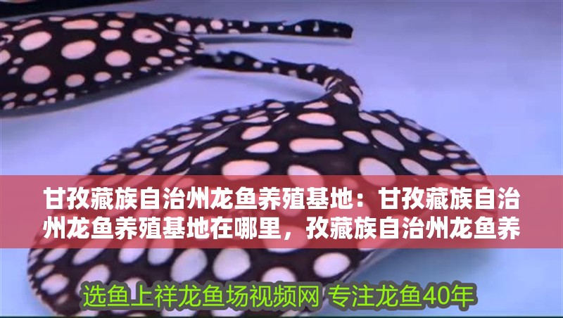 甘孜藏族自治州龍魚養(yǎng)殖基地：甘孜藏族自治州龍魚養(yǎng)殖基地在哪里，孜藏族自治州龍魚養(yǎng)殖基地位置查詢