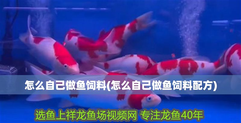 怎么自己做魚飼料(怎么自己做魚飼料配方)