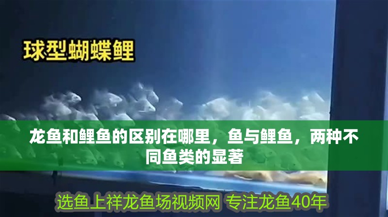 龍魚和鯉魚的區(qū)別在哪里，魚與鯉魚，兩種不同魚類的顯著