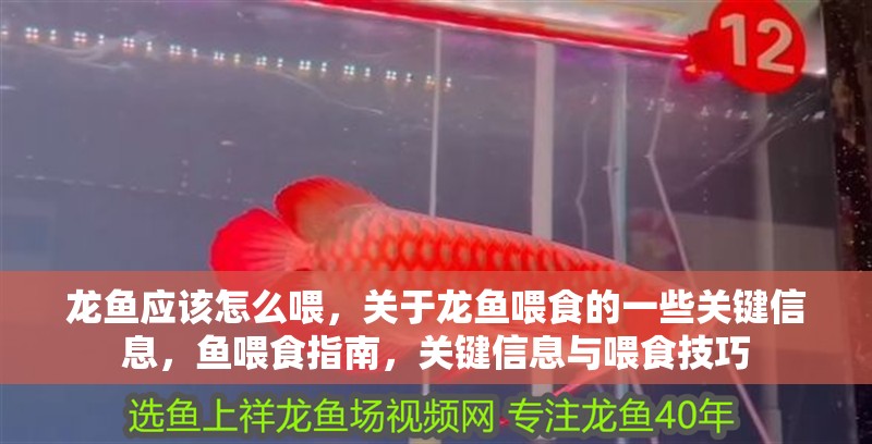 龍魚應該怎么喂，關于龍魚喂食的一些關鍵信息，魚喂食指南，關鍵信息與喂食技巧