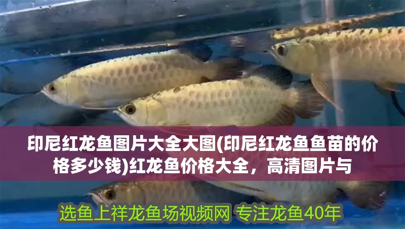 印尼紅龍魚圖片大全大圖(印尼紅龍魚魚苗的價格多少錢)紅龍魚價格大全，高清圖片與