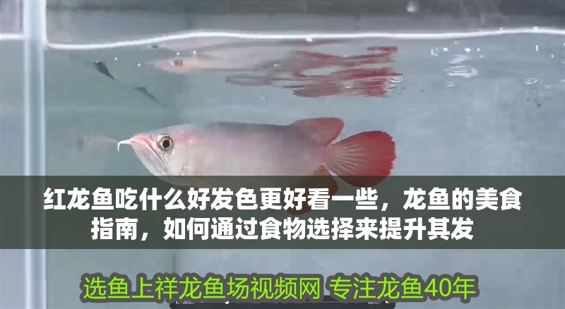 紅龍魚吃什么好發色更好看一些,龍魚的美食指南,如何通過食物選擇來提升其發 龍魚百科 第3張 紅龍魚吃什么好發色更好看一些,龍魚的美食指南,如何通過食物選擇來提升其發 紅龍魚吃什么好發色更好看一些,龍魚的美食指南,如何通過食物選擇來提升其發 龍魚百科 第3張
