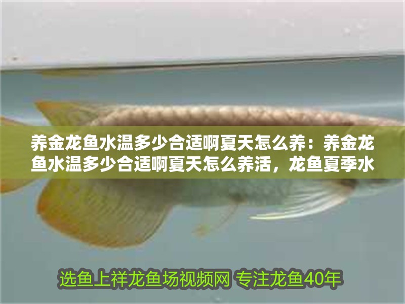 養(yǎng)金龍魚(yú)水溫多少合適啊夏天怎么養(yǎng)：養(yǎng)金龍魚(yú)水溫多少合適啊夏天怎么養(yǎng)活，龍魚(yú)夏季水溫養(yǎng)護(hù)