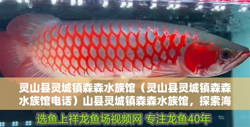 靈山縣靈城鎮(zhèn)森森水族館（靈山縣靈城鎮(zhèn)森森水族館電話）山縣靈城鎮(zhèn)森森水族館，探索海底奇觀，體驗(yàn)神秘