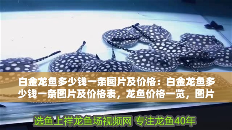 白金龍魚多少錢一條圖片及價(jià)格：白金龍魚多少錢一條圖片及價(jià)格表，龍魚價(jià)格一覽，圖片及價(jià)格表
