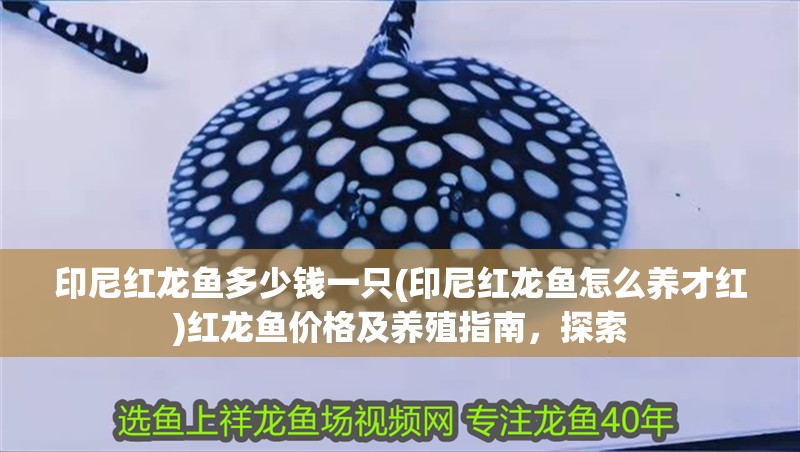 印尼紅龍魚多少錢一只(印尼紅龍魚怎么養(yǎng)才紅)紅龍魚價(jià)格及養(yǎng)殖指南，探索