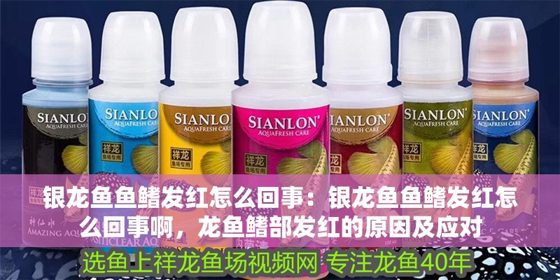 銀龍魚魚鰭發(fā)紅怎么回事：銀龍魚魚鰭發(fā)紅怎么回事啊，龍魚鰭部發(fā)紅的原因及應(yīng)對