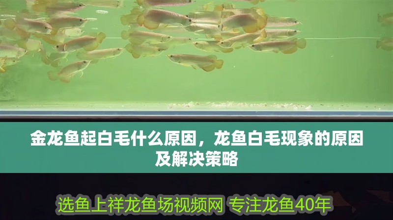 金龍魚起白毛什么原因，龍魚白毛現象的原因及解決策略