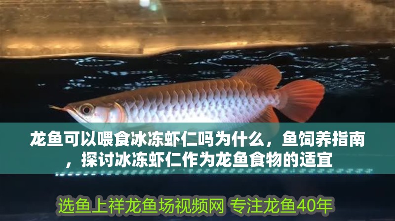 龍魚可以喂食冰凍蝦仁嗎為什么，魚飼養指南，探討冰凍蝦仁作為龍魚食物的適宜