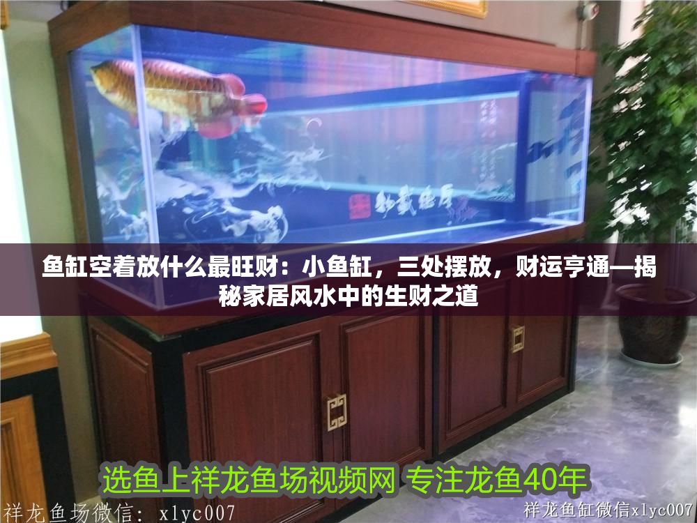 魚缸空著放什么最旺財：小魚缸，三處擺放，財運亨通—揭秘家居風水中的生財之道