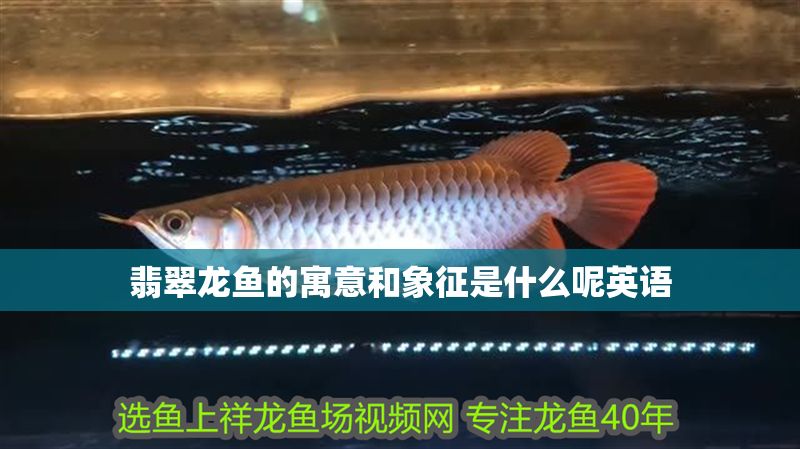 翡翠龍魚的寓意和象征是什么呢英語