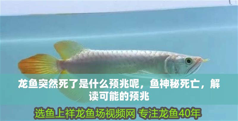 龍魚突然死了是什么預兆呢，魚神秘死亡，解讀可能的預兆
