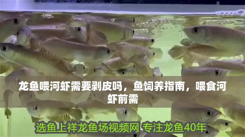 龍魚喂河蝦需要剝皮嗎，魚飼養指南，喂食河蝦前需