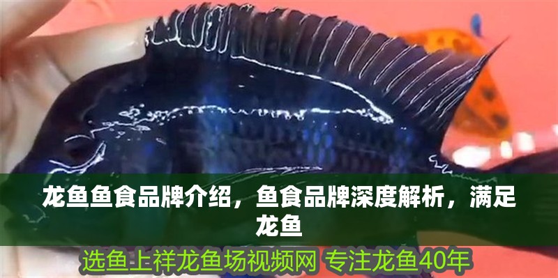 龍魚魚食品牌介紹，魚食品牌深度解析，滿足龍魚