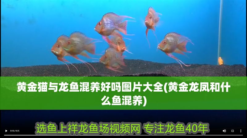 黃金貓與龍魚(yú)混養(yǎng)好嗎圖片大全(黃金龍鳳和什么魚(yú)混養(yǎng))