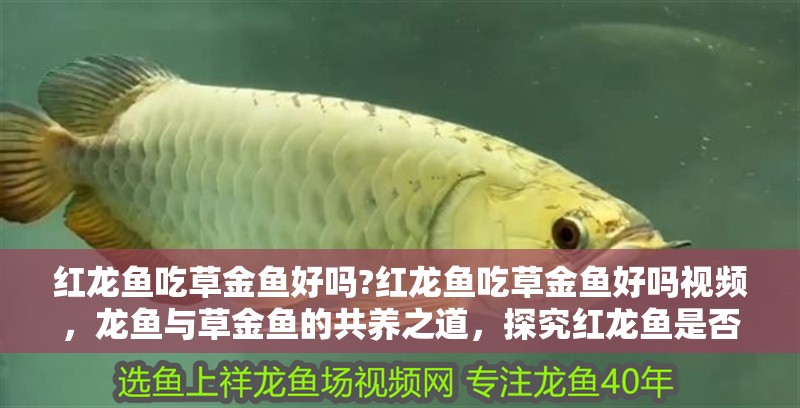 紅龍魚吃草金魚好嗎?紅龍魚吃草金魚好嗎視頻，龍魚與草金魚的共養(yǎng)之道，探究紅龍魚是否適宜食用草金
