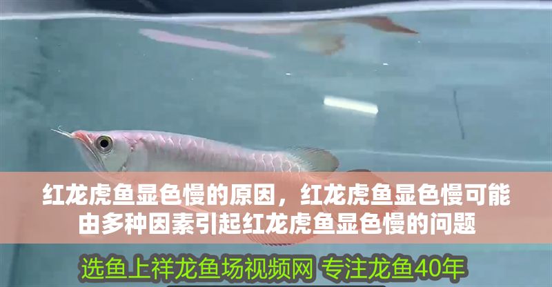 紅龍虎魚顯色慢的原因，紅龍虎魚顯色慢可能由多種因素引起紅龍虎魚顯色慢的問題